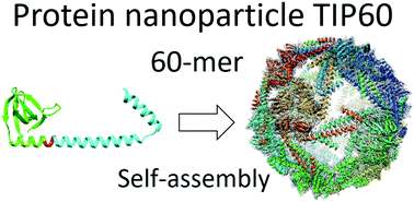 Graphical abstract: Icosahedral 60-meric porous structure of designed supramolecular protein nanoparticle TIP60