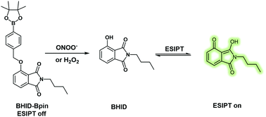 Graphical abstract: Two-photon ESIPT-based fluorescent probe using 4-hydroxyisoindoline-1,3-dione for the detection of peroxynitrite