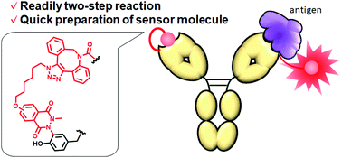 Graphical abstract: Preparation of an antigen-responsive fluorogenic immunosensor by tyrosine chemical modification of the antibody complementarity determining region