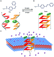 Graphical abstract: An ion transport switch based on light-responsive conformation-dependent G-quadruplex transmembrane channels