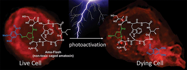 Graphical abstract: Synthesis and evaluation of “Ama-Flash”, a photocaged amatoxin prodrug for light-activated RNA Pol II inhibition and cell death