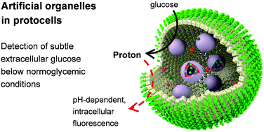 Graphical abstract: Detection of subtle extracellular glucose changes by artificial organelles in protocells