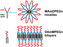 Graphical abstract: Benzene tricarboxamide derivatives with lipid and ethylene glycol chains self-assemble into distinct nanostructures driven by molecular packing