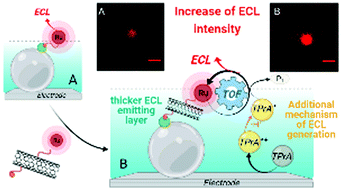 Graphical abstract: Electrochemiluminescent immunoassay enhancement driven by carbon nanotubes