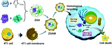 Graphical abstract: A tumor-cell biomimetic nanoplatform embedding biological enzymes for enhanced metabolic therapy