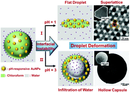 Graphical abstract: Hierarchical superstructures assembled from pH-responsive gold nanoparticles in deformable emulsion droplets