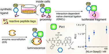 Graphical abstract: Detecting ligand–protein interactions inside cells using reactive peptide tags and split luciferase