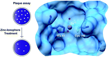 Graphical abstract: Zinc2+ ion inhibits SARS-CoV-2 main protease and viral replication in vitro