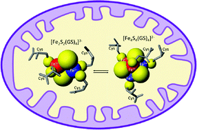 Graphical abstract: Interconversion between [2Fe–2S] and [4Fe–4S] cluster glutathione complexes