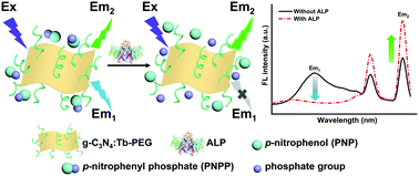 Graphical abstract: Terbium doping of graphitic carbon nitride endows a highly sensitive ratiometric fluorescence assay of alkaline phosphatase