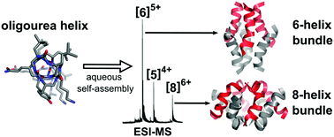 Graphical abstract: Crystal structures capture multiple stoichiometric states of an aqueous self-assembling oligourea foldamer