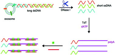 Graphical abstract: Template-free multiple signal amplification for highly sensitive detection of cancer cell-derived exosomes