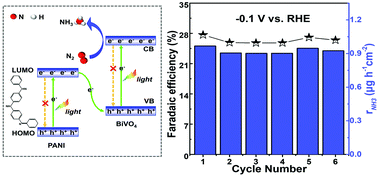 Graphical abstract: Understanding the Z-scheme heterojunction of BiVO4/PANI for photoelectrochemical nitrogen reduction