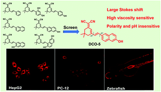 Graphical abstract: Screening of dicyanoisophorone-based probes for highly sensitive detection of viscosity changes in living cells and zebrafish