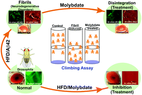 Graphical abstract: Fibril-induced neurodegenerative disorders in an Aβ-mutant Drosophila model: therapeutic targeting using ammonium molybdate