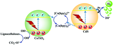 Graphical abstract: Visible-light-responsive Z-scheme system for photocatalytic lignocellulose-to-H2 conversion