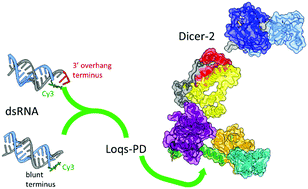 Graphical abstract: Loquacious-PD regulates the terminus-dependent molecular recognition of Dicer-2 toward double-stranded RNA