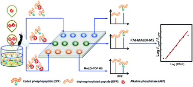 Graphical abstract: A novel ratiometric MALDI-MS quantitation strategy for alkaline phosphatase activity with a homogeneous reaction and a tunable dynamic range