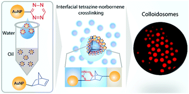 Graphical abstract: Interfacial tetrazine click chemistry mediated assembly of multifunctional colloidosomes
