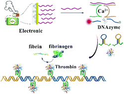 Graphical abstract: Bio-inspired dynamic biomolecule assembling for fine regulation of protein activity