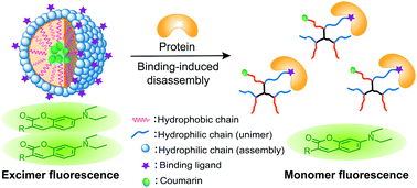 Graphical abstract: Excimer–monomer fluorescence changes by supramolecular disassembly for protein sensing and quantification