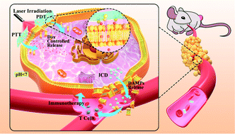 Graphical abstract: Cell membrane-anchoring covalent organic framework nanosheets for single-laser-triggered synergistic tumor therapy