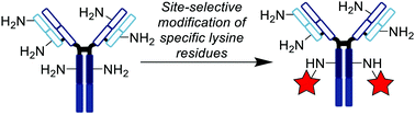 Graphical abstract: Site-selective lysine conjugation methods and applications towards antibody–drug conjugates
