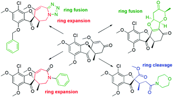 Graphical abstract: CtD strategy to construct stereochemically complex and structurally diverse compounds from griseofulvin