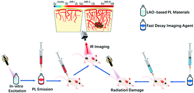 Graphical abstract: Native point defect modulated Cr3+–LaAlO3 as an in vitro excited contrast medium for in vivo near-infrared persistent deep-tissue bio-imaging