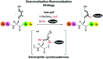 Graphical abstract: Dearomatization–rearomatization strategy of tyrosine for peptide/protein modification through thiol-addition reactions