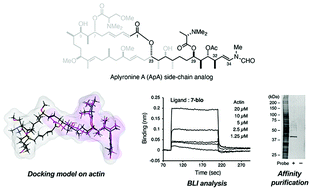 Graphical abstract: The C29–C34 parts of antitumor macrolide aplyronine A serve as versatile actin-affinity tags