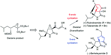 Graphical abstract: Enantioselective total synthesis of (+)-rubrobramide, (+)-talaramide A, and (−)-berkeleyamide D by a skeletal diversification strategy