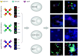 Graphical abstract: Cell imaging with multi-color DNA framework probes