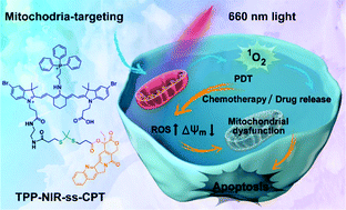 Graphical abstract: A camptothecin prodrug induces mitochondria-mediated apoptosis in cancer cells with cascade activations