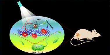 Graphical abstract: Polymyxin B-modified conjugated oligomer nanoparticle for targeted identification and enhanced photodynamic antimicrobial therapy