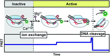 Graphical abstract: Exploring the dynamic nature of divalent metal ions involved in DNA cleavage by CRISPR–Cas12a