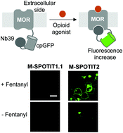 Graphical abstract: A genetically encoded sensor with improved fluorescence intensity for opioid detection at cellular resolution