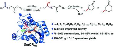 Graphical abstract: Stereoselective synthesis of chiral δ-lactones via an engineered carbonyl reductase