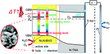 Graphical abstract: A visible-IR responsive BiVO4/TiO2 photoanode with multi-effect point defects for photothermal enhancement of photoelectrochemical water splitting