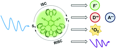 Graphical abstract: Thermally activated delayed fluorescence materials as organic photosensitizers