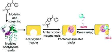 Graphical abstract: Engineering an acetyllysine reader with a photocrosslinking amino acid for interactome profiling