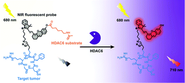 Graphical abstract: An activatable and tumor-targeting NIR fluorescent probe for imaging of histone deacetylase 6 in cancer cells and in vivo