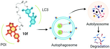 Graphical abstract: Developing potent LC3-targeting AUTAC tools for protein degradation with selective autophagy