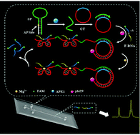 Graphical abstract: A DNAzyme-mediated target-initiated rolling circle amplification strategy based on a microchip platform for the detection of apurinic/apyrimidinic endonuclease 1 at the single-cell level