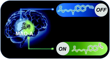 Graphical abstract: Intramolecular charge transfer enhancing strategy based MAO-A specific two-photon fluorescent probes for glioma cell/tissue imaging