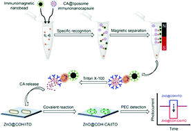 Graphical abstract: Photoelectrochemical immunoassay of interleukin-6 based on covalent reaction-triggered photocurrent polarity switching of ZnO@fullerenol