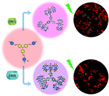 Graphical abstract: Single-crystal structures of cucurbituril-based supramolecular host–guest complexes for bioimaging