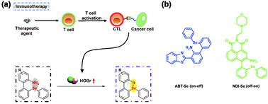 Graphical abstract: Harnessing Se [[double bond, length as m-dash]] N to develop novel fluorescent probes for visualizing the variation of endogenous hypobromous acid (HOBr) during the administration of an immunotherapeutic agent