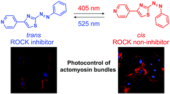 Graphical abstract: A visible light-controllable Rho kinase inhibitor based on a photochromic phenylazothiazole