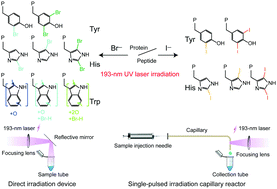 Graphical abstract: Photochemical bromination and iodination of peptides and proteins by photoexcitation of aqueous halides